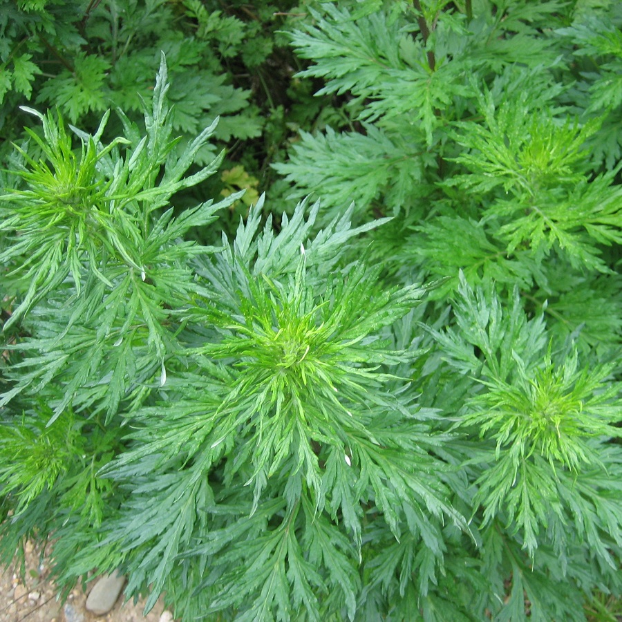 Artemisia Princepe Variorirnta Korea